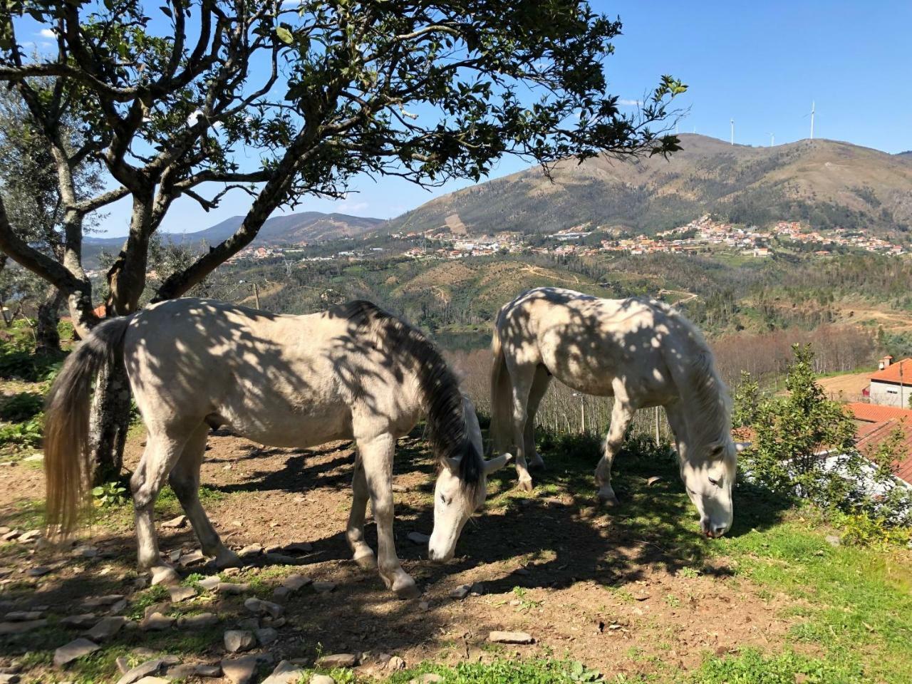 Raiva Arrabia Guest Houses Glamping מראה חיצוני תמונה